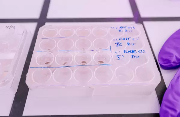 Cmo es la piel "fabricada" en la que L'Oral testea sus productos