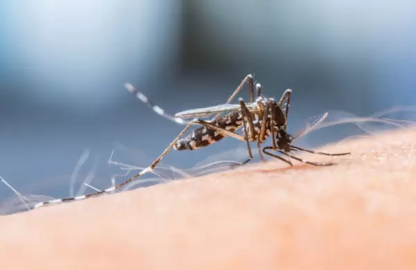 Así es Takeda, el laboratorio detrás de la primera vacuna contra el dengue aprobada por Anmat