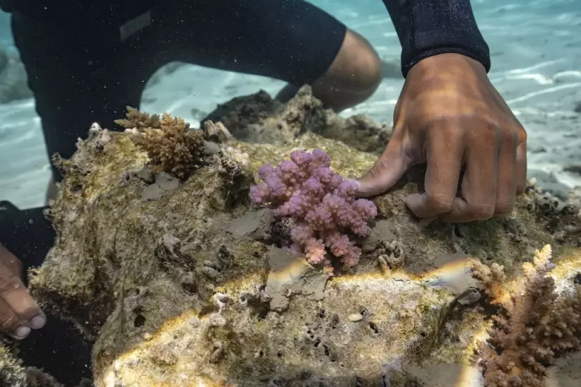 Corales Rolex
