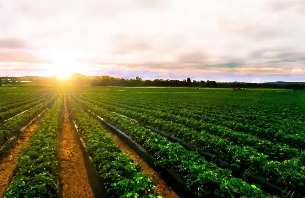 Habilitaron la feria judicial contra el DNU que libera la venta de tierras a extranjeros