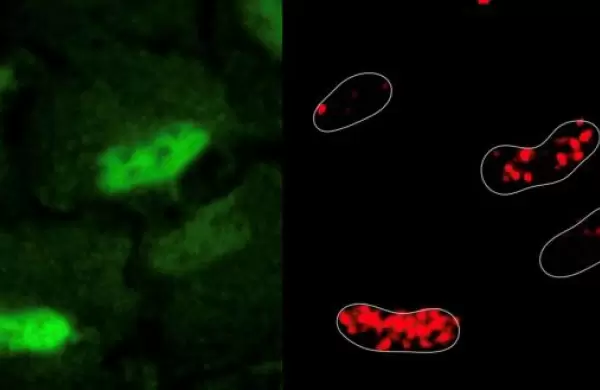Descubren un metabolismo propio en el ncleo celular que repara el ADN
