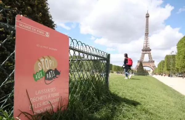 Pars est infestada de ratas: en qu consiste el plan que busca "convivir" con ellas