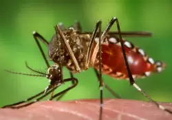 Dentro de la carrera multimillonaria de la vacuna contra el chikungunya