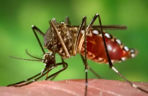 Dentro de la carrera multimillonaria de la vacuna contra el chikungunya