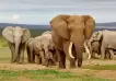 Descubren un factor clave de los elefantes que los ayuda a protegerse del cncer
