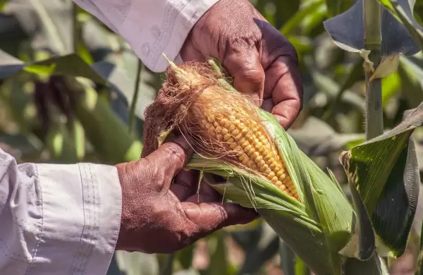 Efecto dlar maz: sube el bioetanol y agrega ms presin a las naftas