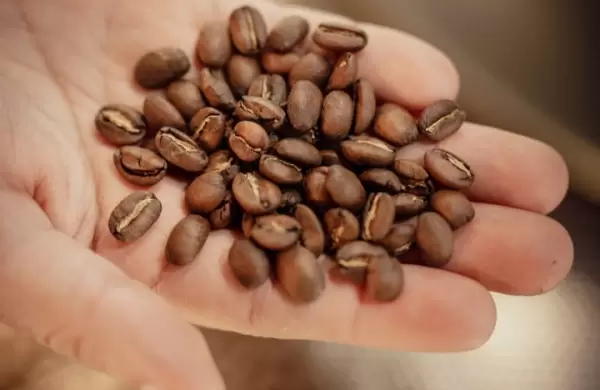 Caf Geisha: Por qu pagar casi 10.000 pesos por 125 gramos de caf?