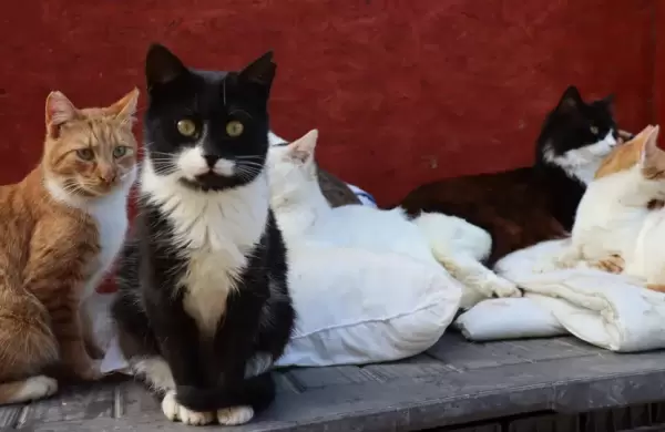 Qué se sabe del brote de coronavirus en gatos que ya mató a miles de felinos en Chipre