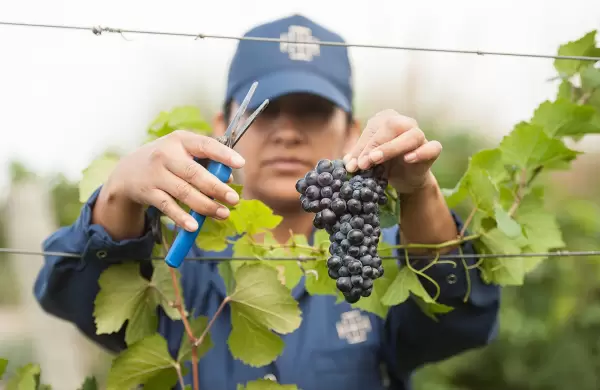 Las diferentes caras del Pinot Noir: 10 vinos imperdibles