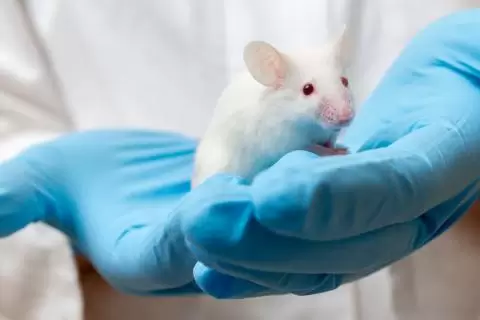 ratón laboratorio investigación