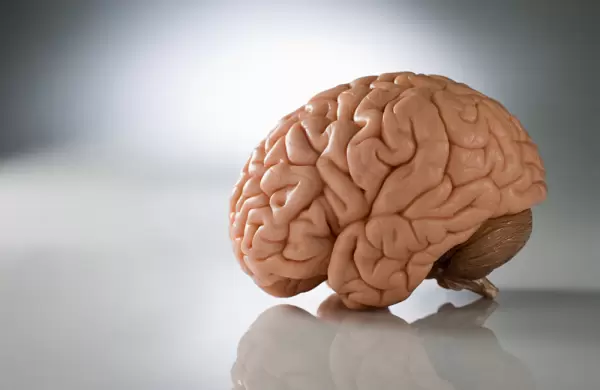 Gusanos en el cerebro:  estos "parásitos mortales" se están expandiendo por el mundo