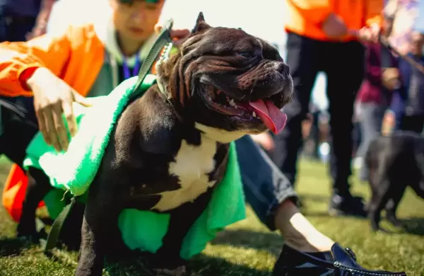 Gran Bretaña prohibirá el perro American XL Bully: "Es un peligro para nuestras comunidades"