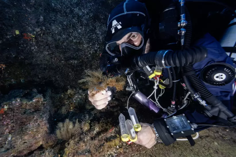En Canarias, la organización Under the Pole reveló, en su última misión, bosques submarinos, arrecifes de coral negros y extraños campos de gorgonias