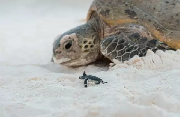 Así son las imágenes más sorprendentes del "Ocean Photographer of the Year"