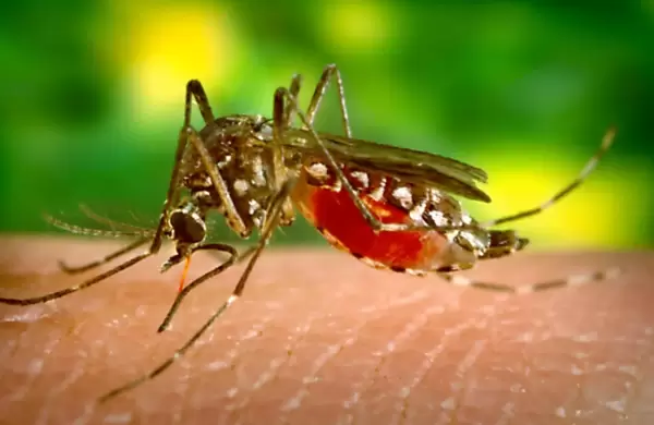 Johnson & Johnson avanza con una píldora para prevenir el dengue y ya realiza sus primeras pruebas