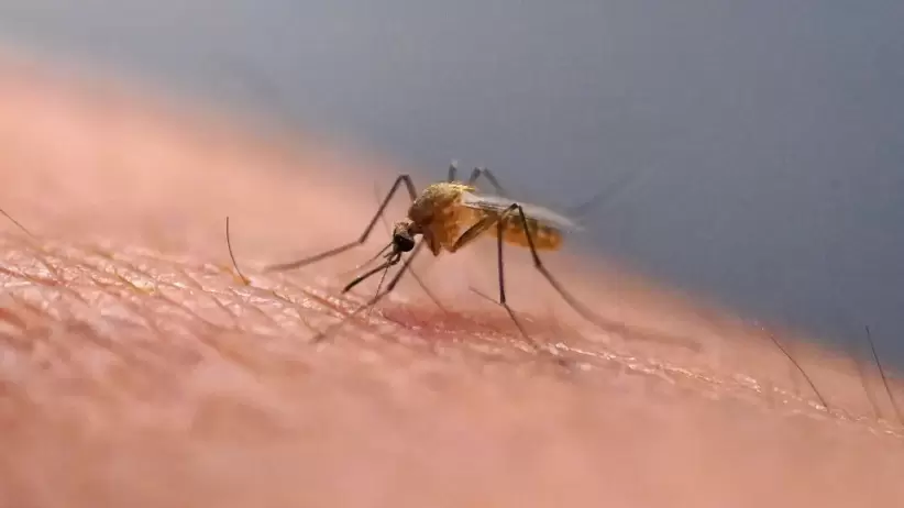 mosquito  zika