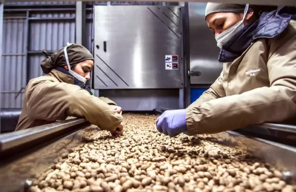 La revancha del maní: oportunidades en el cultivo que mejor le da pelea a  la sequía - Forbes Argentina