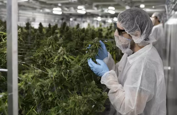 Radiografía del cannabis en la Argentina: un mercado de US$ 500 millones, exportaciones y creación de empleo