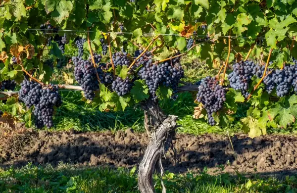 La vitivinicultura argentina en clave de futuro: sustentabilidad, alianzas y proyeccin global