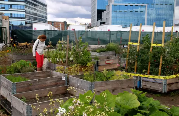 La "agricultura urbana" tiene un costo climtico alto: cmo reducir las emisiones para mejorar este negocio