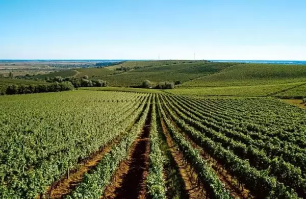 Elaborar vino en guerra: la vida cotidiana de las bodegas ucranianas