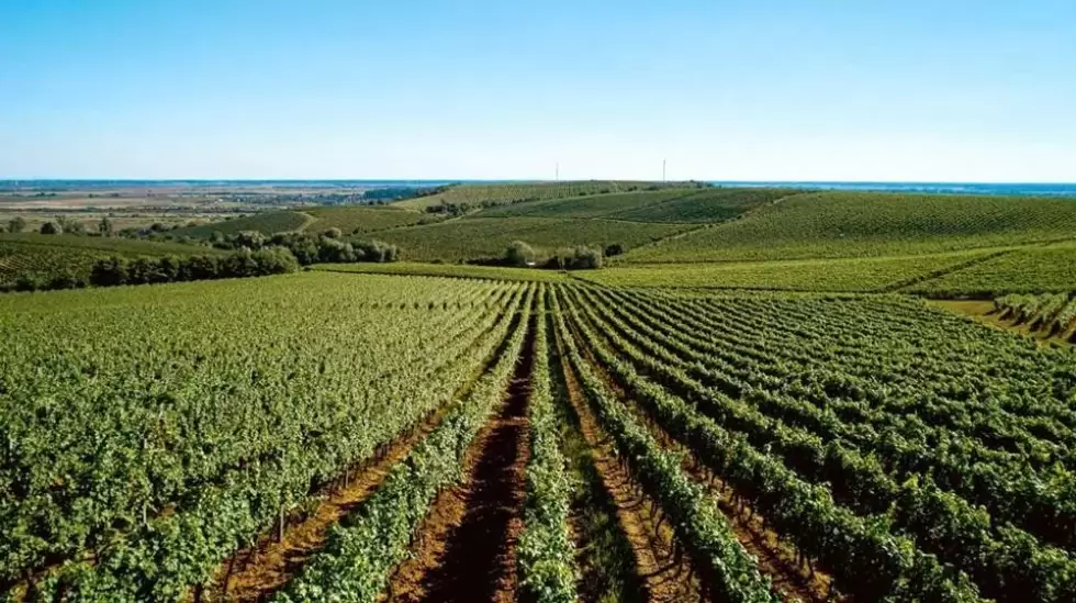 bodegas en Ucrania