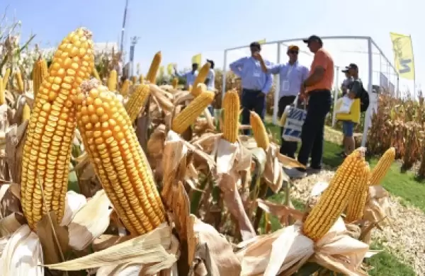 Arranca Expoagro con foco en tecnología y sustentabilidad, pero con un ojo en la economía