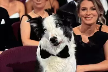 perro Oscars Messi