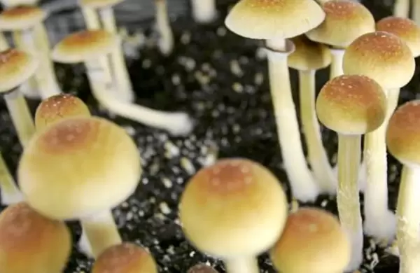 Un informe proyecta que mercado de hongos psicodlicos alcanzar una valoracin de US$ 3.300 millones para finales de 2031 y explica por qu