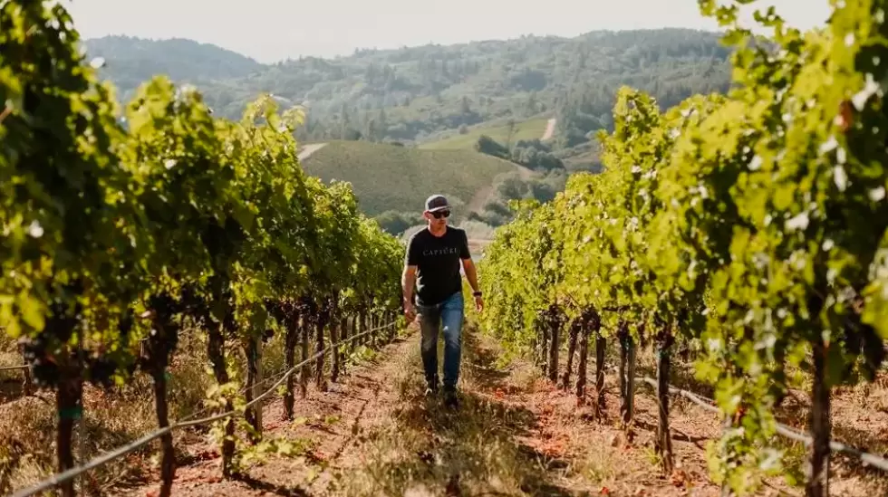 Vinos, Viedos, Mendoza