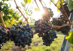 18 vinos orgnicos para celebrar el Malbec World Day