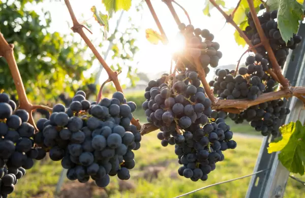 18 vinos orgánicos para celebrar el Malbec World Day