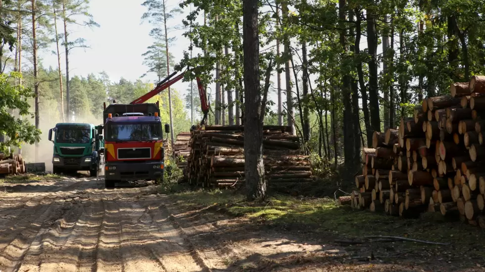 Produccin Forestal