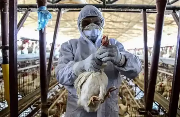 "Es una gran preocupación": La OMS se refirió a la amenaza de que la gripe aviar se propague a los humanos