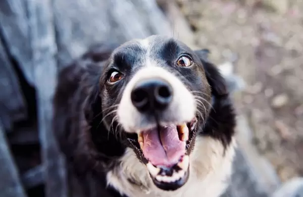 Día del Animal: El increíble impacto en la salud mental de ser "padre de mascotas"