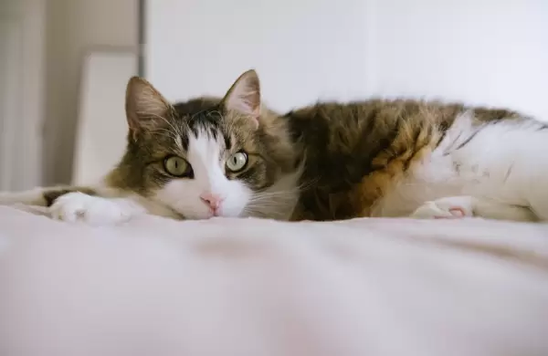 Cifras y tendencias del mercado de alimentos para mascotas en Argentina