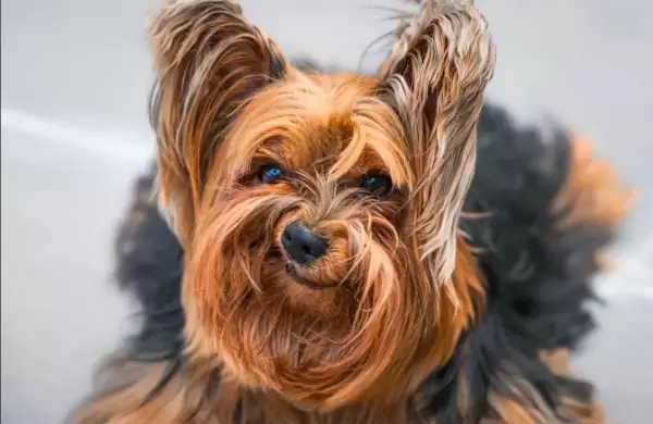 Los animales más divertidos en fotos: 16 finalistas de los premios Comedy Pet Photography Awards