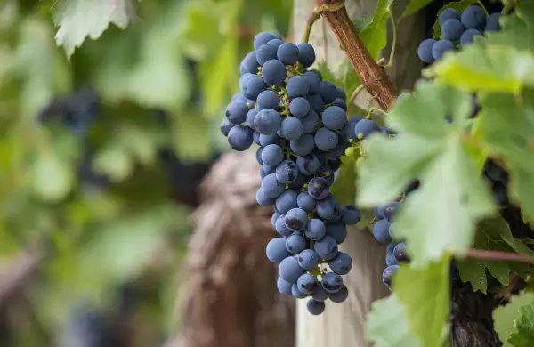 La agenda de sostenibilidad para la vitivinicultura ya es posible