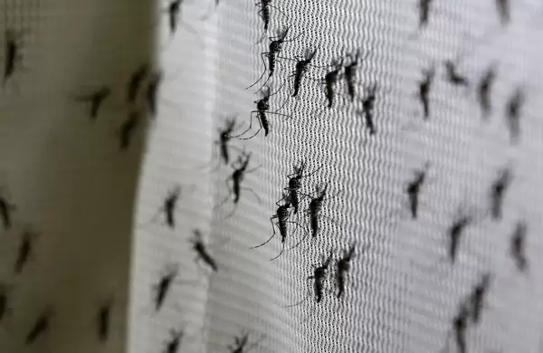 Liberan mosquitos genticamente modificados para combatir una enfermedad tan vieja como conocida