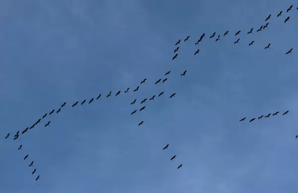 Del vuelo en V de las aves a las empresas: la tctica que impulsa la colaboracin de los equipos