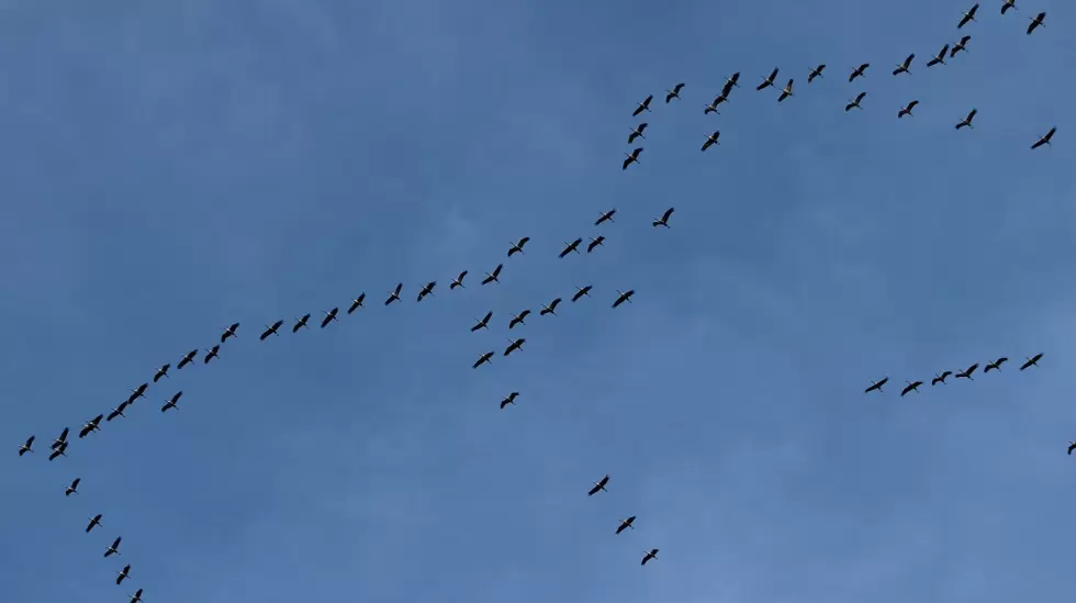 pajaros migratorios, tren de gruas, vuelo al sur