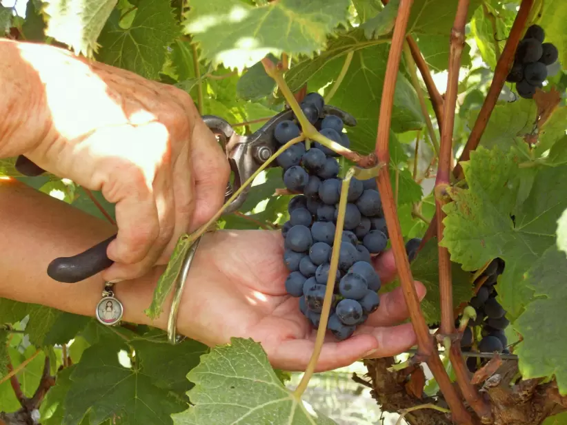 Bodega Cordn Blanco