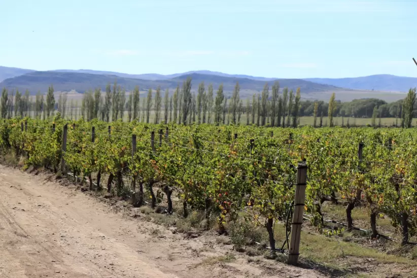 Bodega Saldungaray