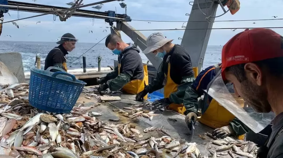 pesca mar argentino capeca cepeca