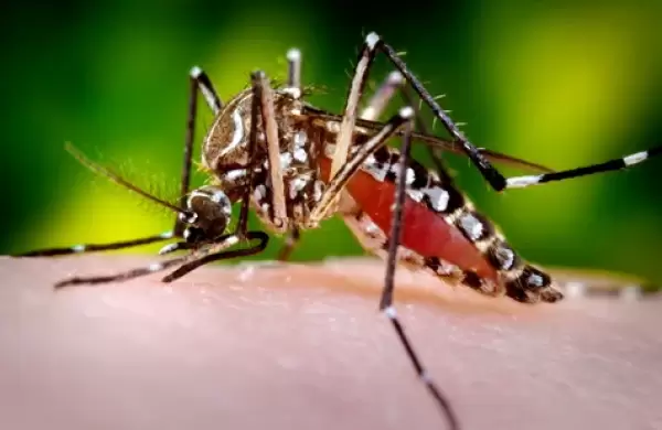En Estados Unidos temen un brote de dengue y el sistema de salud enciende alarmas