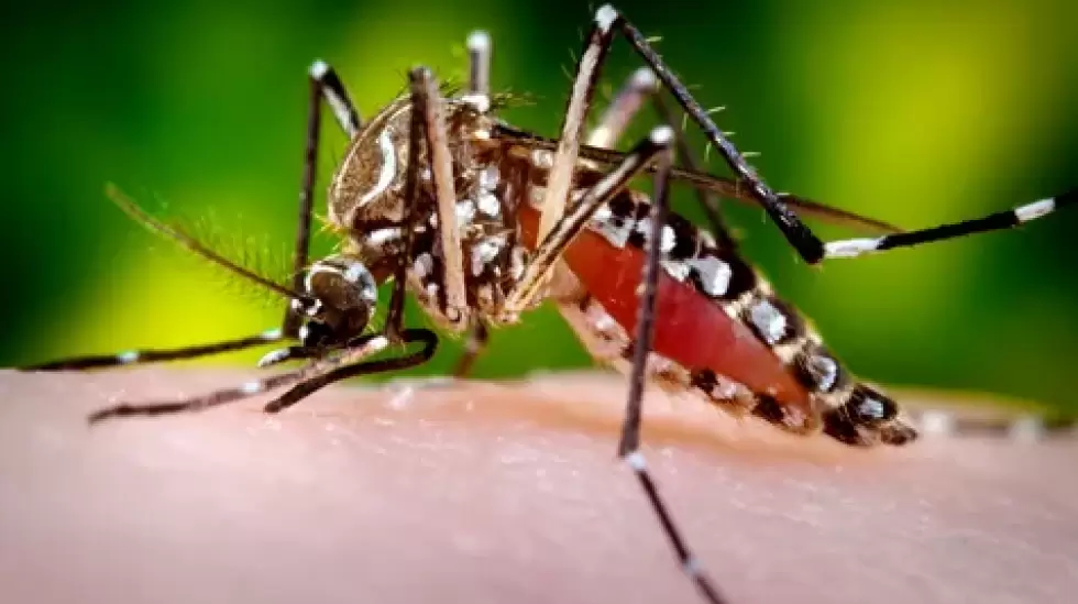 Dengue