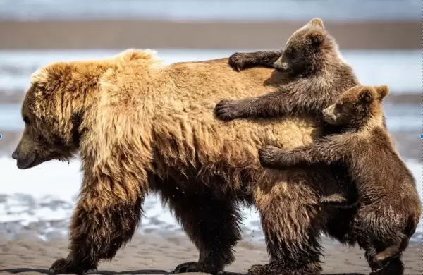 Los 10 animales más divertidos del Comedy Wildlife Photography Awards