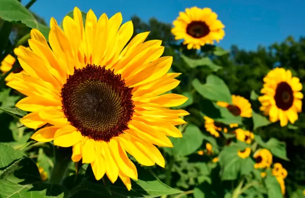 Girasol, arranca una campaña con expectativas y buenos precios