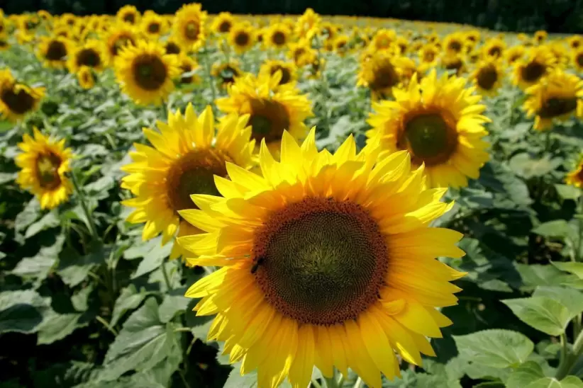 Girasol planta