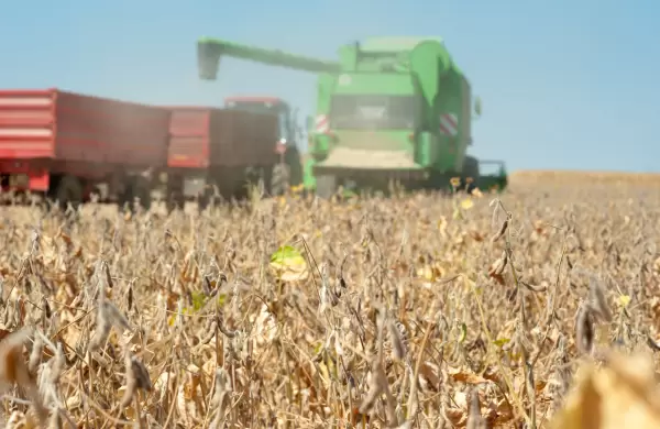 Canje de granos: cuando la cosecha se convierte en ladrillos